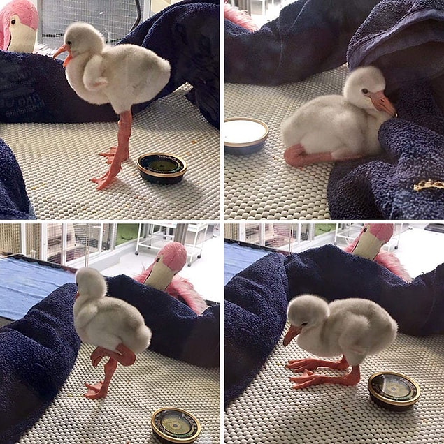 4. Bebek flamingo.