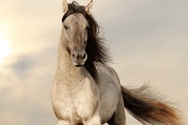 Ваше животное альтер-эго - лошадь, а смесь эфирных масел - ладан+черная ель+голубая пижма+камфора+герань