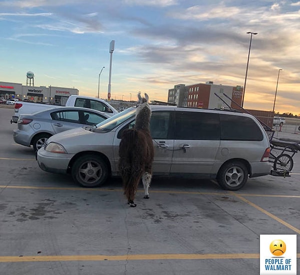 3. А потом она побежит за машиной? 🙄