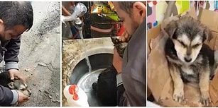 Boğazına Salam Takılan Köpeği, Suni Teneffüs ve Kalp Masajı ile Hayata Döndüren Kahraman