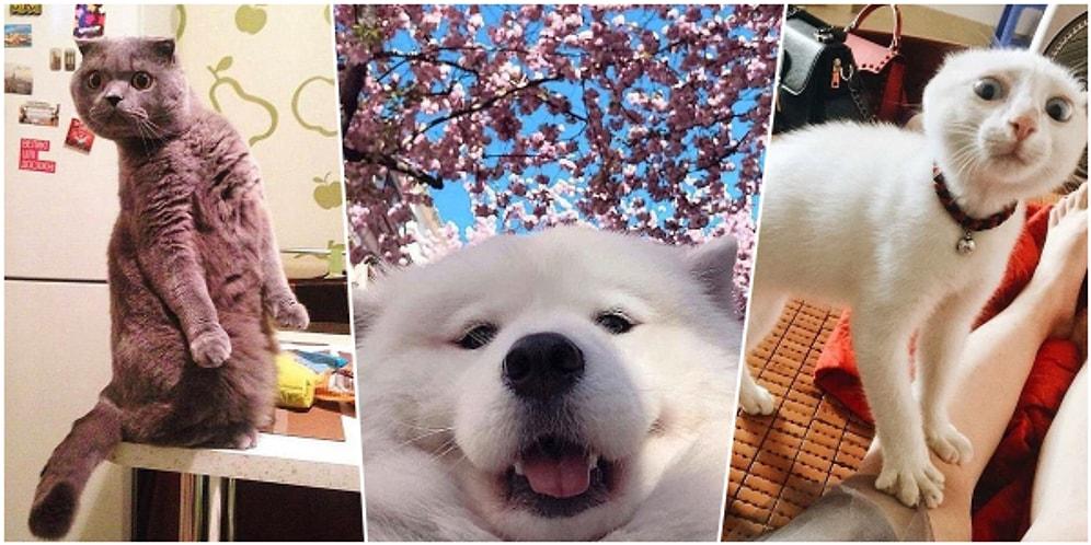 17 Animal Photos Proves That They Will Always Make Us Laugh By Their Purity