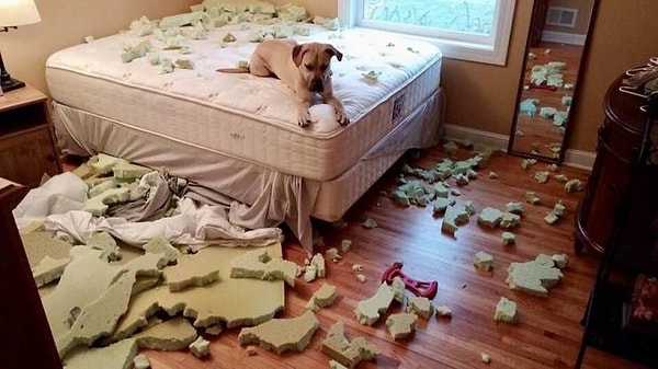 9. Завести собаку - это весело, говорили они...