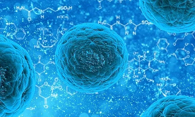 Hücre büyüklükleri ile hücre yaşlanması arasında bağlantı bulundu.