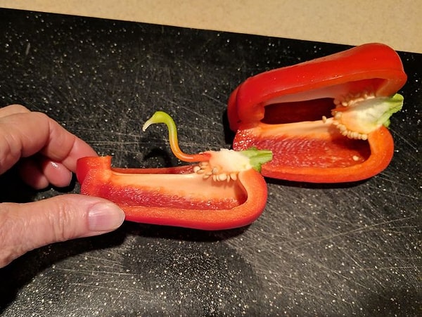 11. "Моя мама нашла фламинго в перце"