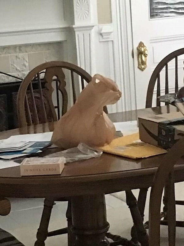 35. Котэ или пакет?