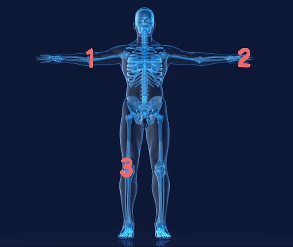 11. А под каким числом пястная кость?