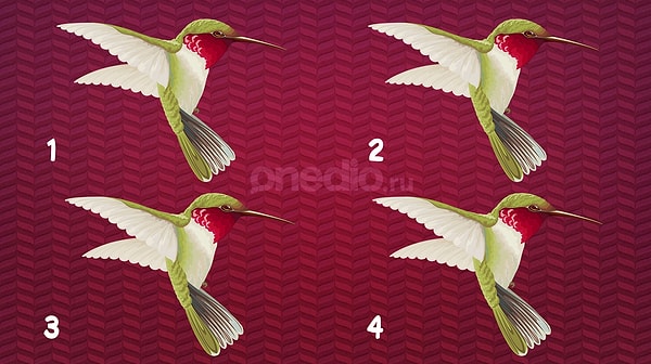 4. А какая колибри немного другая?