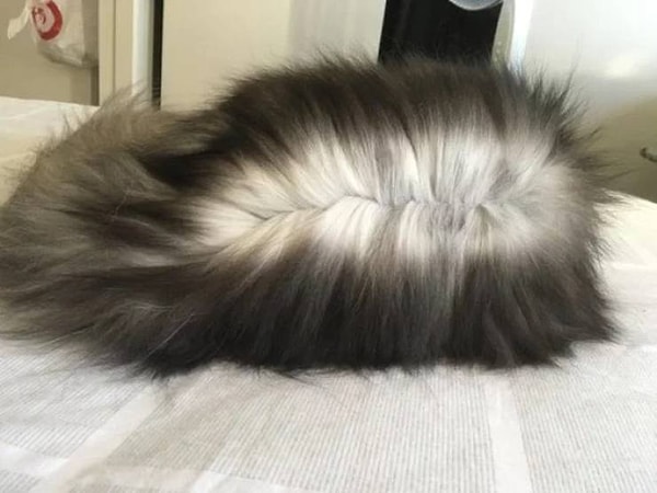 14. "Омбре-окрас моей кошки"