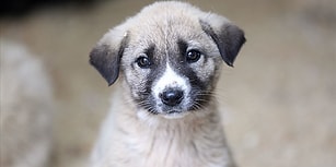 İyi ki Hayatımızdalar: Sosyal Medyadan 4 Nisan Dünya Sokak Hayvanları Günü Mesajları 😻🐶