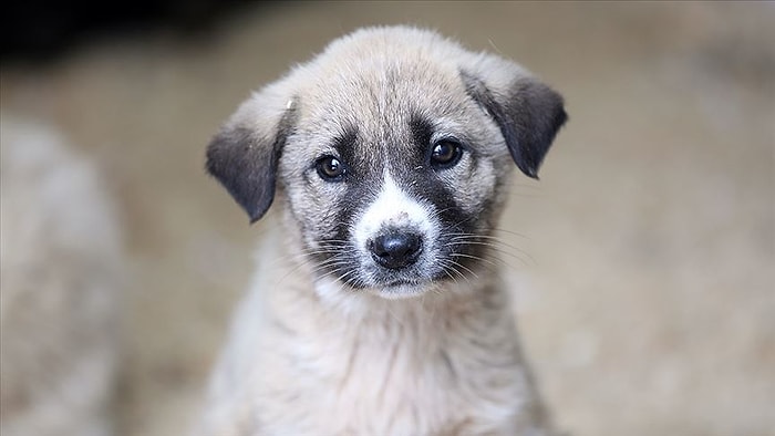 İyi ki Hayatımızdalar: Sosyal Medyadan 4 Nisan Dünya Sokak Hayvanları Günü Mesajları 😻🐶