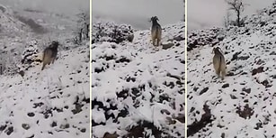 Yavruladıktan Sonra Dağda Bıraktığı Yavrularını İnsan Dostuyla Birlikte Aramaya Koyulan Keçi!