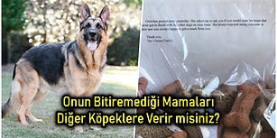 Her Gün Beslediği Köpeklerden Biri Hayatını Kaybedince Göz Yaşartıcı Bir Sürprizle Karşılaşan Postacının Hikâyesi