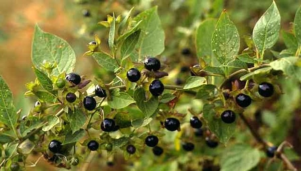 7. Обезболивающее из белладонны