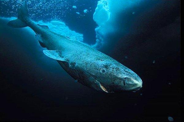 10. Grönland köpek balığı, 400 yaşında.