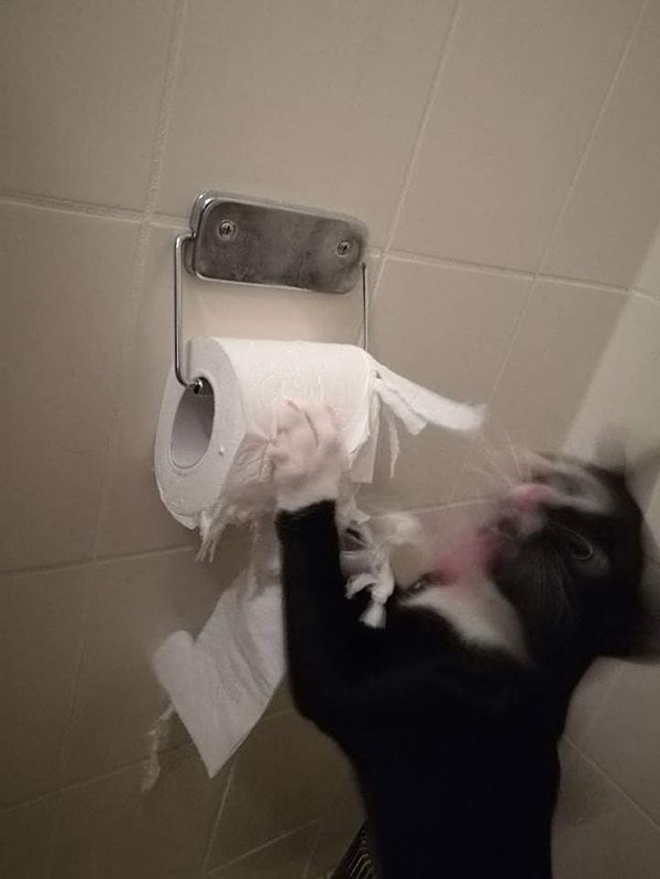 11. Самое любимое занятие котов