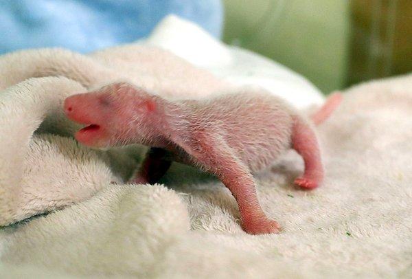 12. Yeni doğan bir panda fareden daha küçüktür.