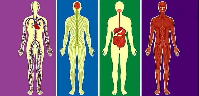 Тест: Если сможете определить, где правда, а где ложь в этом тесте на знание человеческого тела, то вы случаем не врач?
