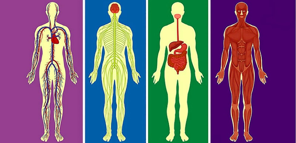 Тест: Если сможете определить, где правда, а где ложь в этом тесте на знание человеческого тела, то вы случаем не врач?