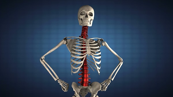 9. Позвоночный столб человека состоит из 40-42 костей.