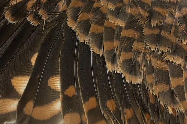 8. Оперение какой птицы перед вами?