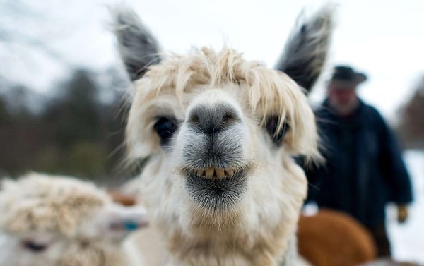 11. Неплохой результат! Но идеальными ваши знания не назовешь...