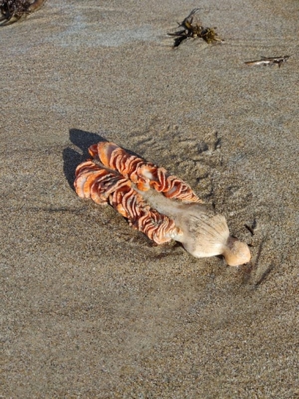 10. "Что это?"