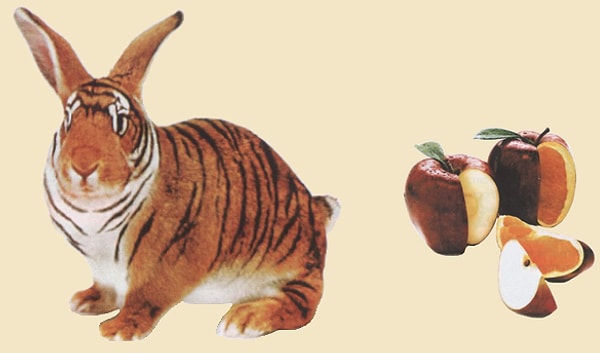 12. Каким свойством должен обладать организм, чтобы его можно определить как трансгенный?