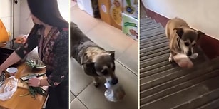 Evin Küçük Çocuğu Gibi Markete Yumurta Almaya Yollanan Köpek