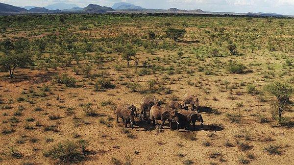 12. Kenya'nın en kurak dönemlerinde filler yiyecek bulmakta zorlanıyor.