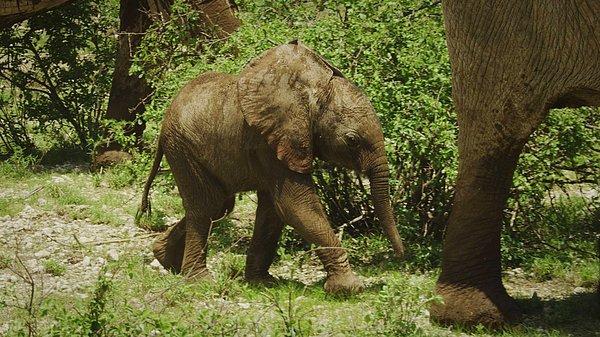 23. Kenya'da da aynı teknoloji sayesinde fil sürüleri ve aileleri takip ediliyor.