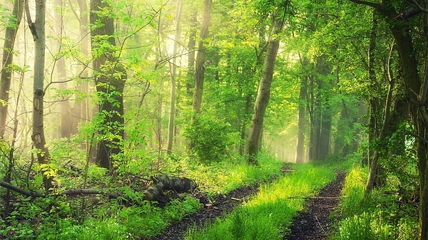 1. Какое из этих растений НЕ встречается в природе в форме кустарников?