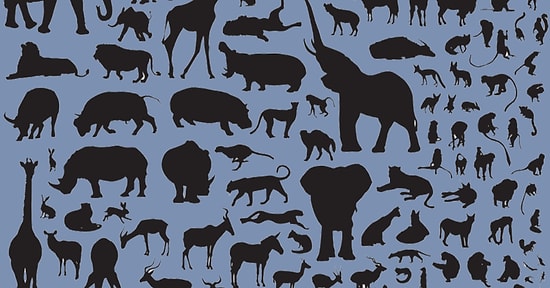 Bu Hayvanları Tüylerinden Tanıyabilecek misin?