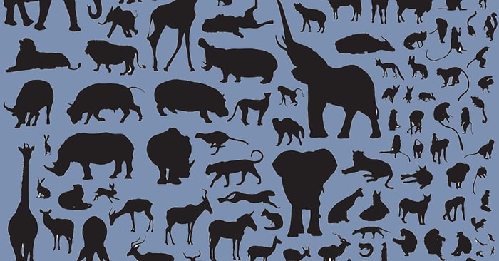 Bu Hayvanları Tüylerinden Tanıyabilecek misin?