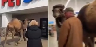 İnsanların Arasında Yürümeye Alışsın Diye 700 Kiloluk Deveyle Pet Shop'a Gelen Adam