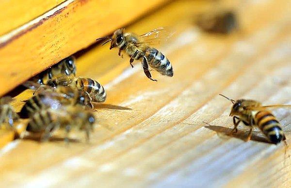 Halictidae ya da ter arıları olarak bilinen bu arılar insan teriyle besleniyor ve dünyanın her yerinde bulunuyorlar.