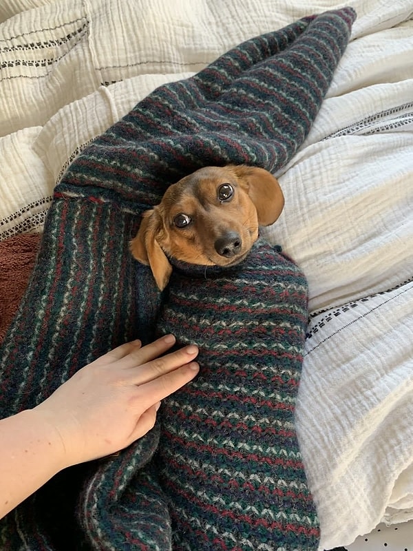 14. А этот пес, кажется, совсем не против :)