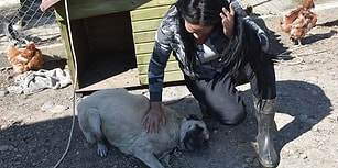 Döven Avukat, Dövülen 'Adalet': Sopayla Şiddet Gören Köpek Kör Oldu!