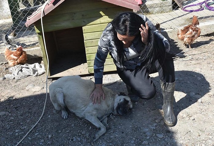 Döven Avukat, Dövülen 'Adalet': Sopayla Şiddet Gören Köpek Kör Oldu!