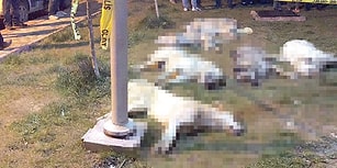 Caniler Hâlâ Aramızda: Ankara'daki Köpek Katliamında 3 Kişinin Yeniden Tutuklanma Talebi Reddedildi