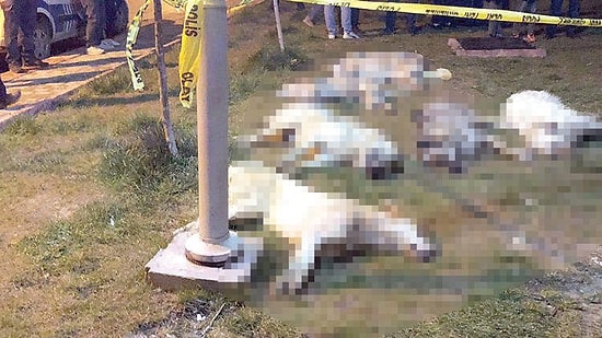 Caniler Hâlâ Aramızda: Ankara'daki Köpek Katliamında 3 Kişinin Yeniden Tutuklanma Talebi Reddedildi
