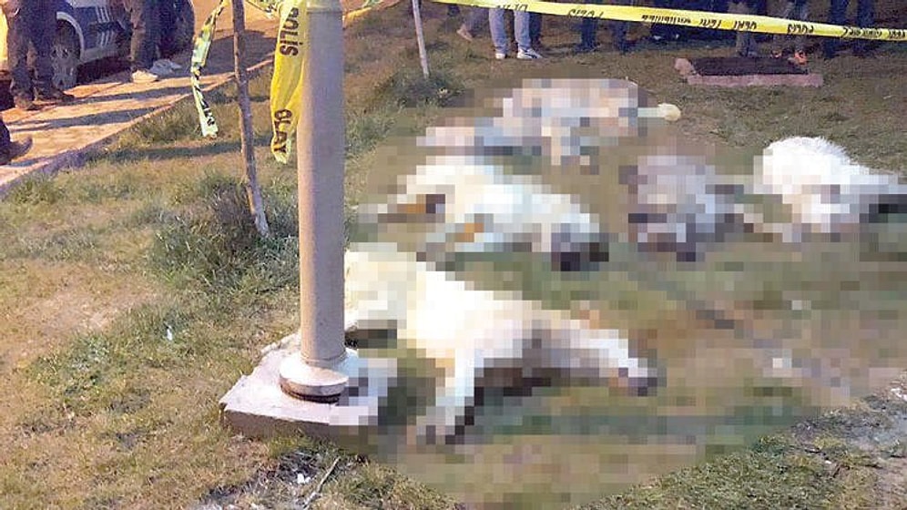 Caniler Hâlâ Aramızda: Ankara'daki Köpek Katliamında 3 Kişinin Yeniden Tutuklanma Talebi Reddedildi