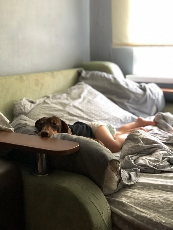 4. Какая грациозная собака!