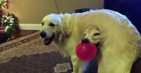 15. Если бы собаки были сумчатыми...