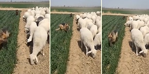 Yeni Mahsulü Koyunlardan Korumaya Çalışan Çoban Köpekleri
