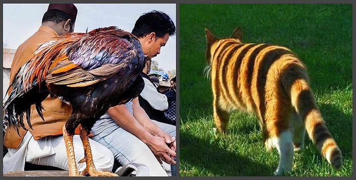 И снова фото из серии "Показалось". На сей раз нас обманули животные