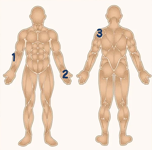 10. Какая цифра находится в месте, где у человека плечелучевая мышца?