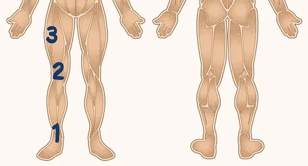 11. А под каким числом четырехглавая мышца бедра?