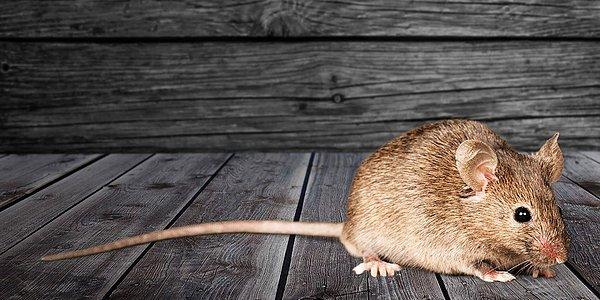 Deneyin ilk kısmında rahatsız olan fareler, daha sonra ortama uyum sağladılar.
