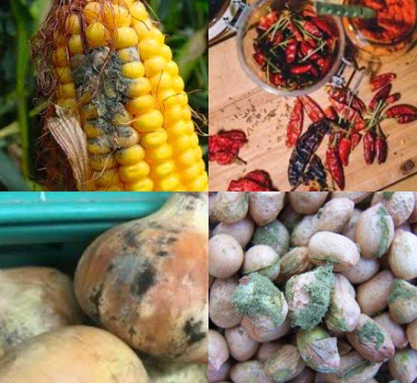 Ülkemizde, Aflatoksin çalışmalarının büyük kısmını soğan, fındık, antepfıstığı , yer fıstığı, kuru incir ve kırmızı biber geliyor.