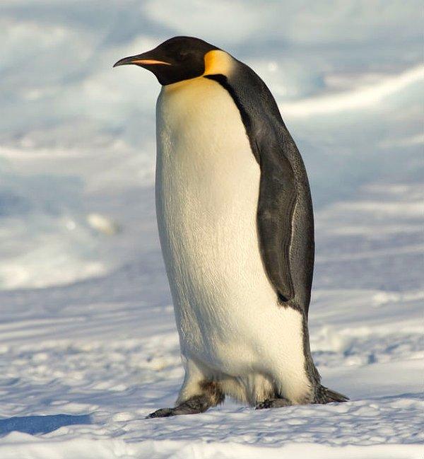 19. Araştırmacılar dişi penguenlerin bebeklerine yuva inşa etmek için gerekli olan çakıl taşlarını eşleri olmayan erkek penguenlerle çiftleşerek aldıklarını gözlemlemişlerdir.